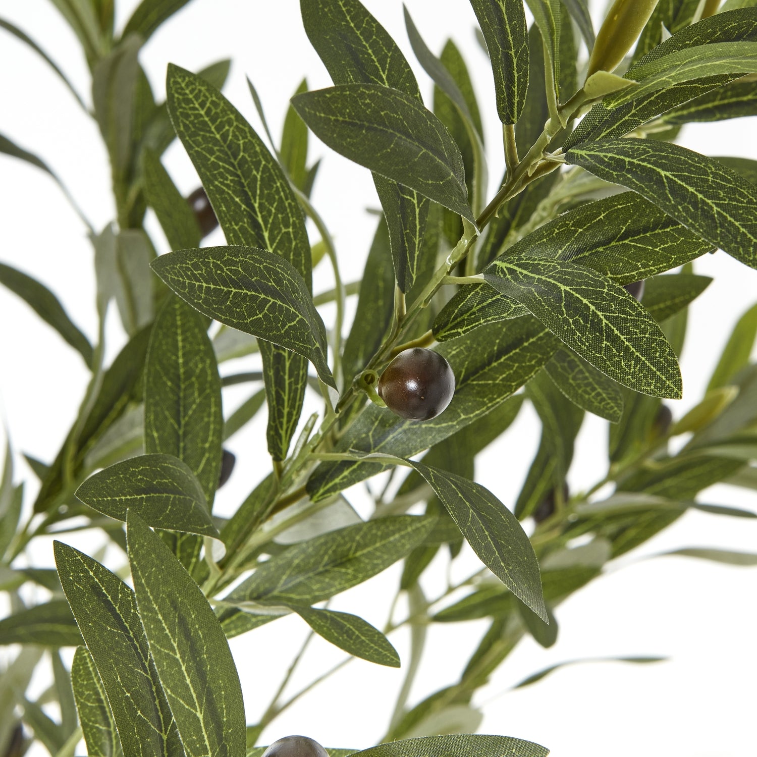 Apulia Olive Tree In White Pot 180cm